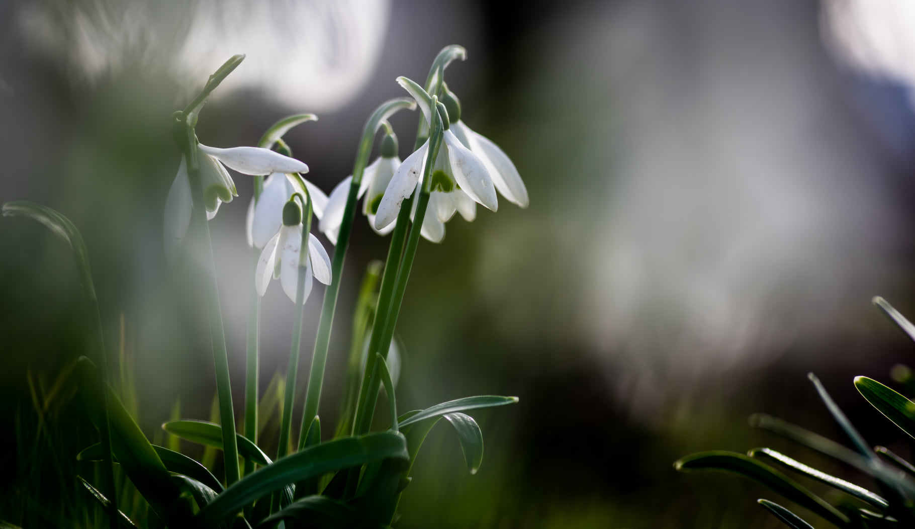 Snowdrop